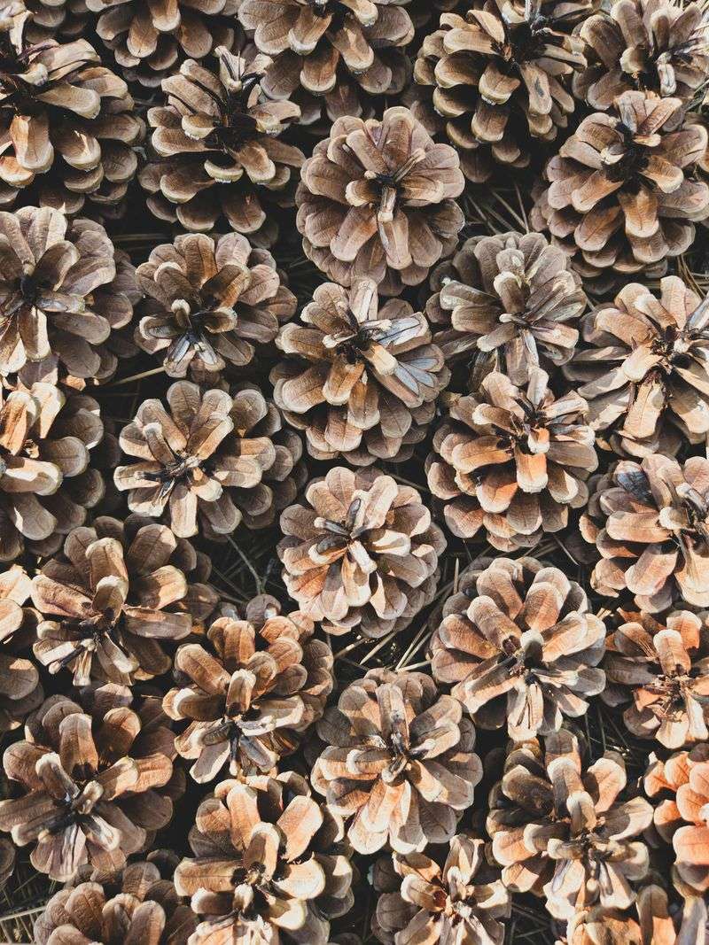 How Buried Pine Cones Make Life Harder For Weeds How Buried Pine Cones Make Life Harder For Weeds
