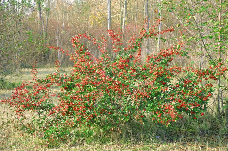 How Burning Bush Spreads And Damages Local Ecosystems