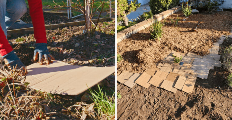 How Cardboard Can Help Oregon Gardeners Stop Weeds Before Summer