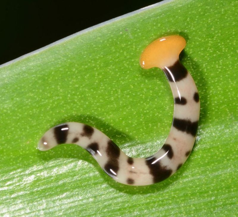 How Did The Hammerhead Worm Get To Illinois And How Fast Is It Spreading?