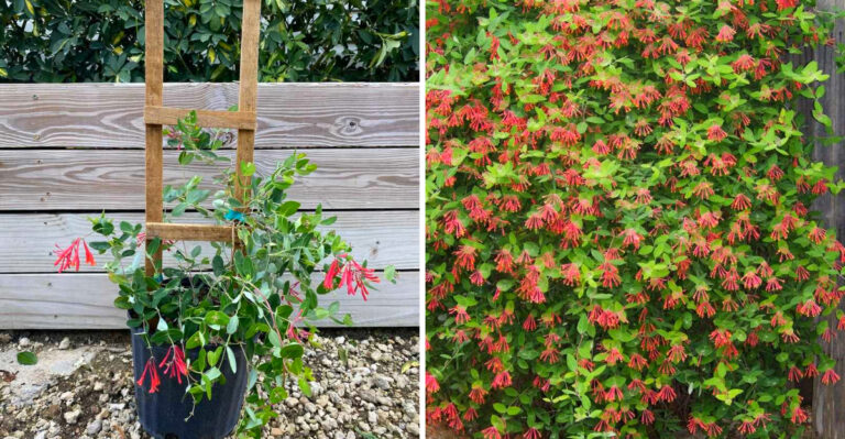 How Florida Gardeners Can Train Coral Honeysuckle To Climb A Fence Or Trellis