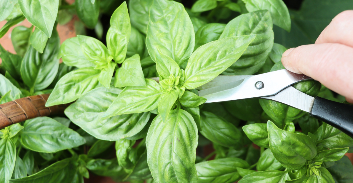 basil pruning