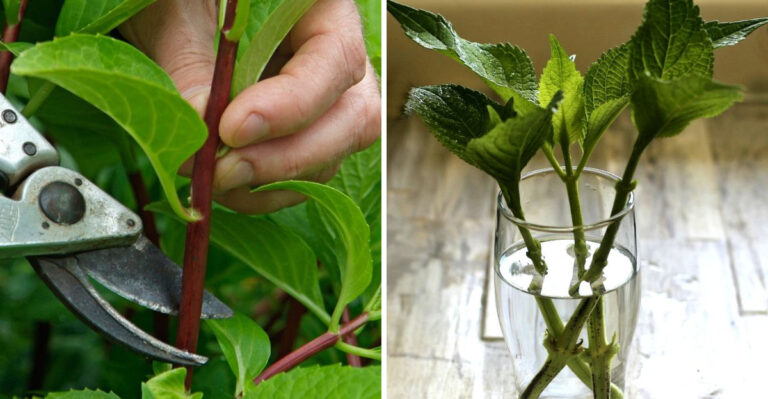 How Georgia Gardeners Can Propagate Some Shrubs From Cuttings This May