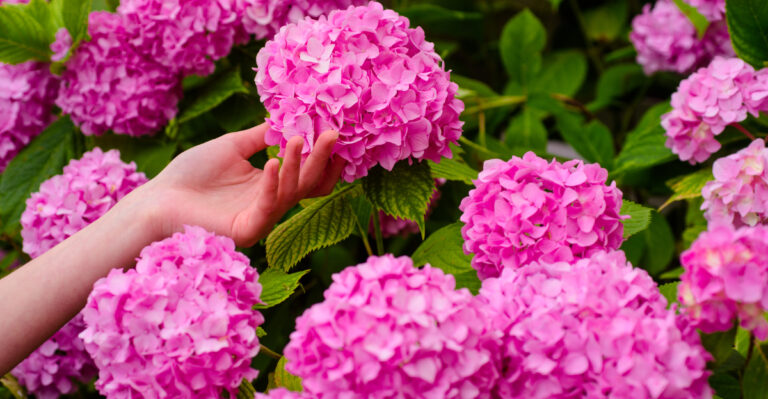 Hydrangeas (featured image)