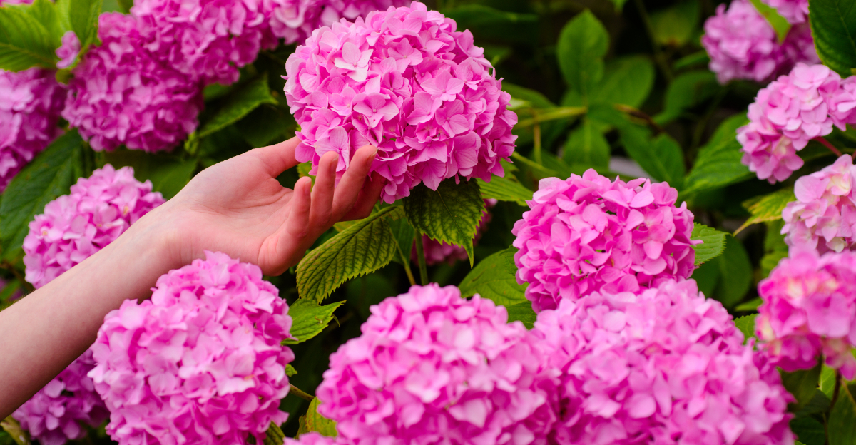 Hydrangeas (featured image)