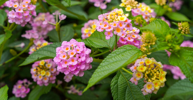 lantana (featured image)