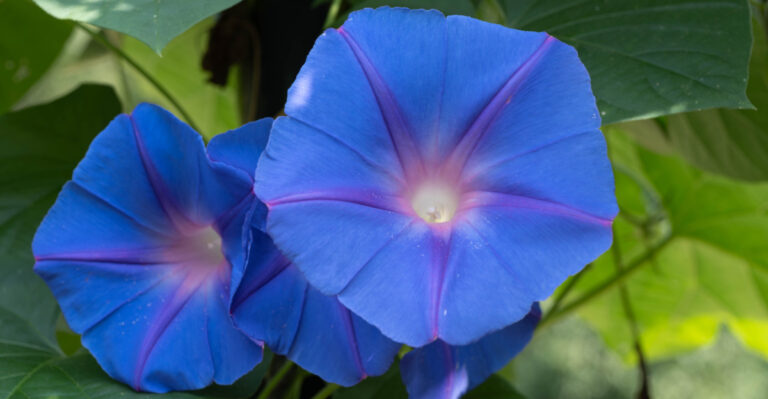 morning glory (featured image)