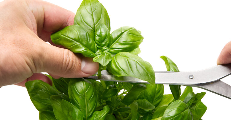 pruning basil (featured image)