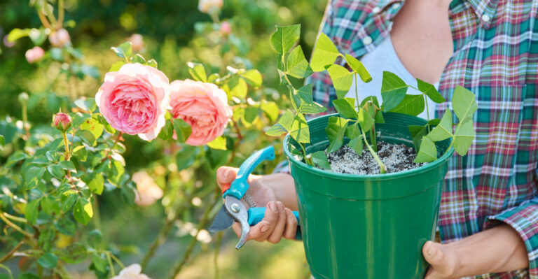roses (featured image)