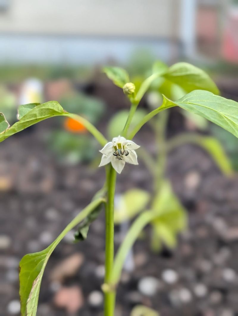 How Humidity, Watering, And Soil Affect Your Peppers