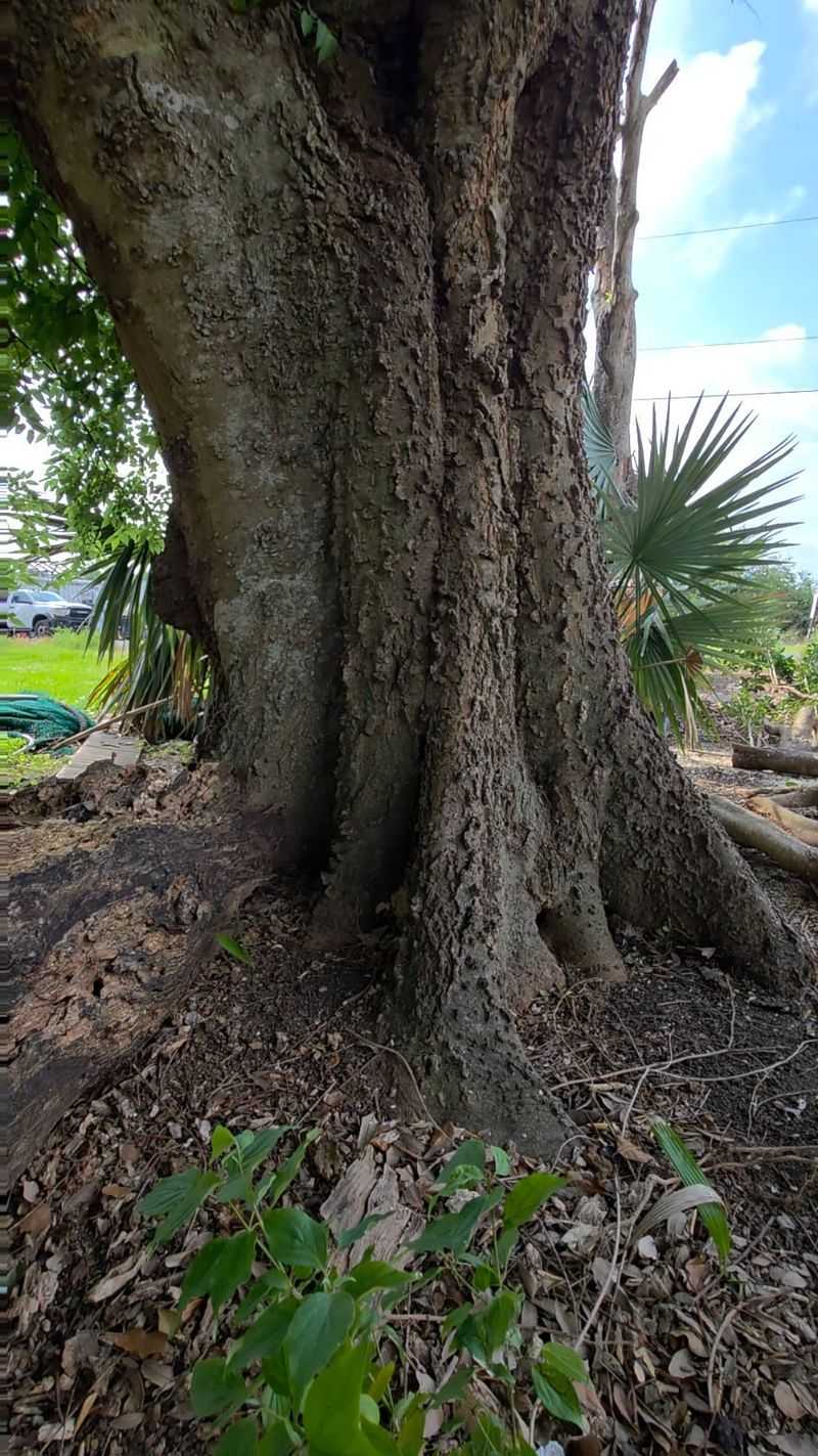 How Its Root System Actually Protects Your Sidewalks How Its Root System Actually Protects Your Sidewalks
