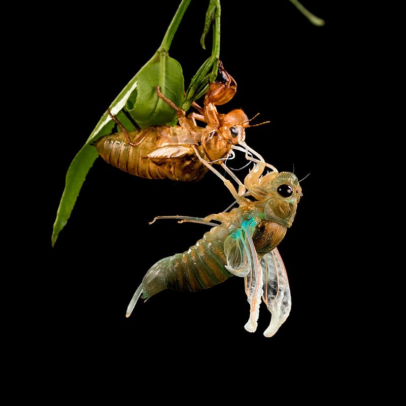 How Long Cicada Season Actually Lasts