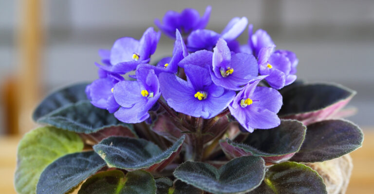 How Michigan Plant Lovers Can Keep African Violets Looking Their Best