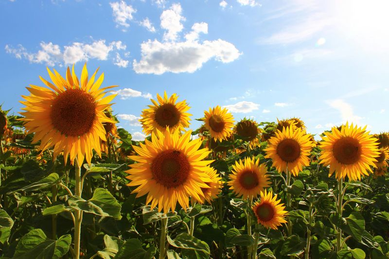 How Much Sun And Water Do Sunflowers Need In Colorado