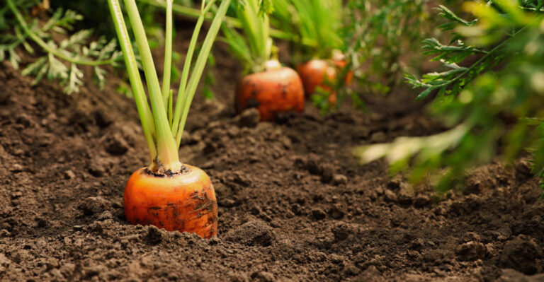 How Much Sun Oregon Vegetables Really Need To Grow Well