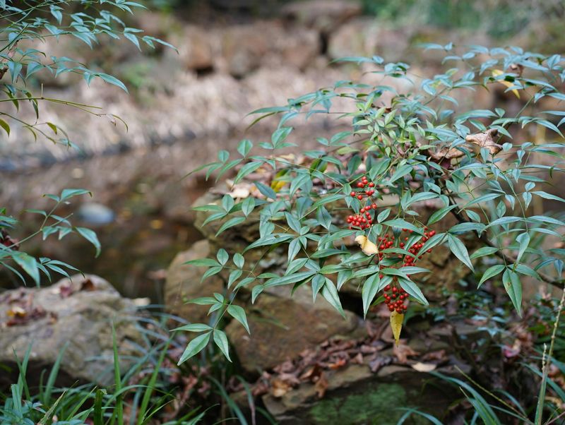 How Nandina Is Spreading Through Virginia's Forests