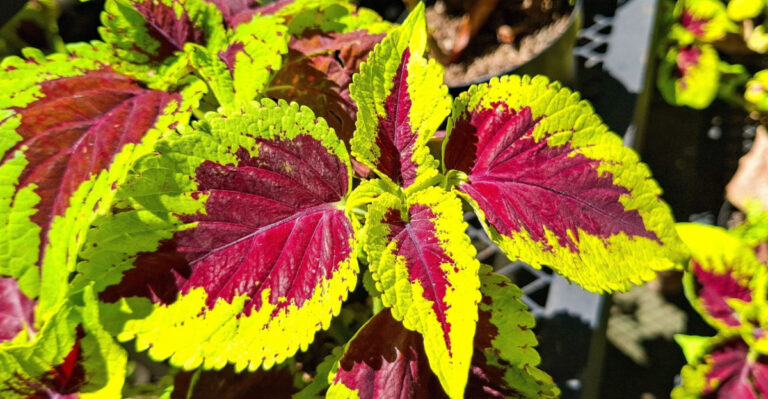 How North Carolina Gardeners Can Grow Colorful Coleus With Simple Tips