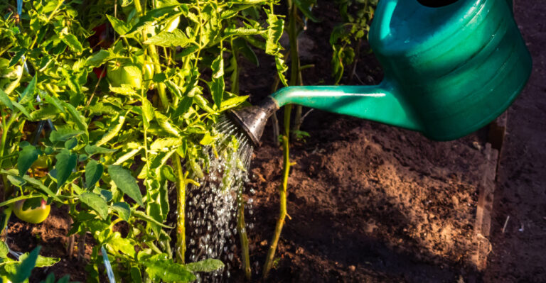 How Often You Should Really Be Watering Your Vegetables In Oregon