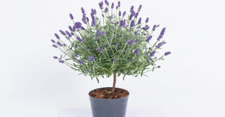 lavender topiary