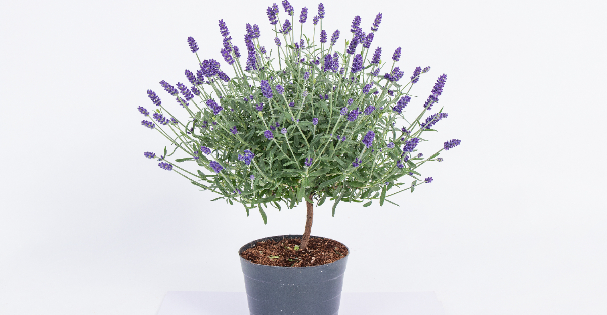 lavender topiary
