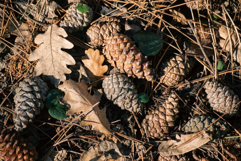 How Pine Cones Support Your Garden Ecosystem