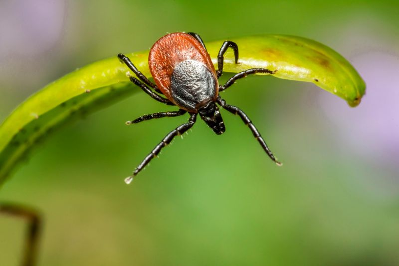 How Plants Actually Repel Ticks