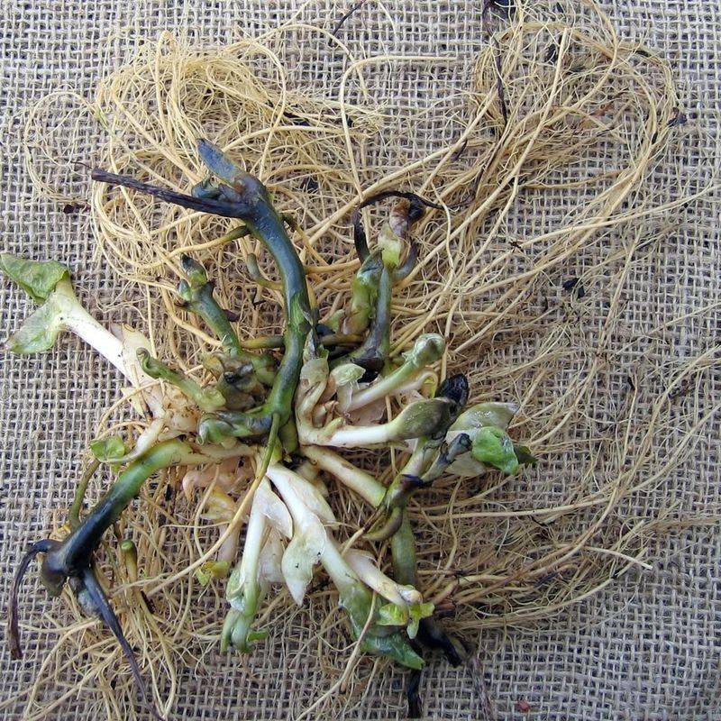 How Rhizomes Do The Work