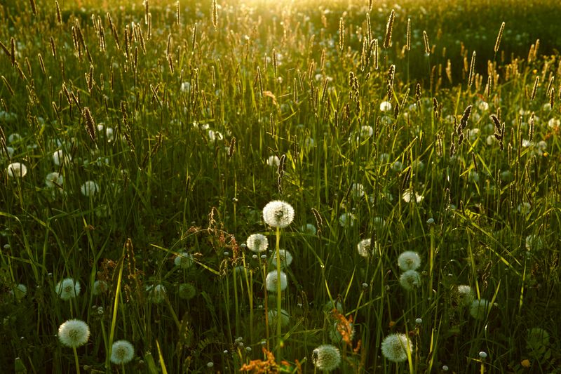 How Tall Grass Changes Your Backyard Climate How Tall Grass Changes Your Backyard Climate