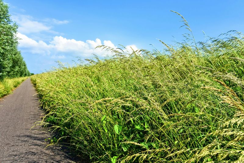 How Tall Grass Creates The Perfect Environment For Ticks