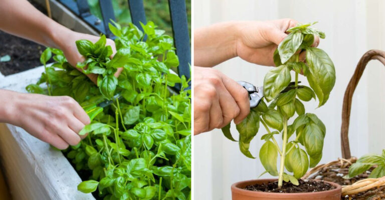 How Texas Gardeners Prune Basil So It Keeps Growing Back Fuller