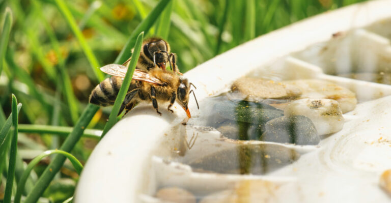 How To Add A Tiny Puddle Spot For Bees In Oregon Gardens