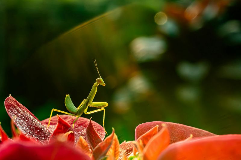 How To Attract More Praying Mantises To Your Yard