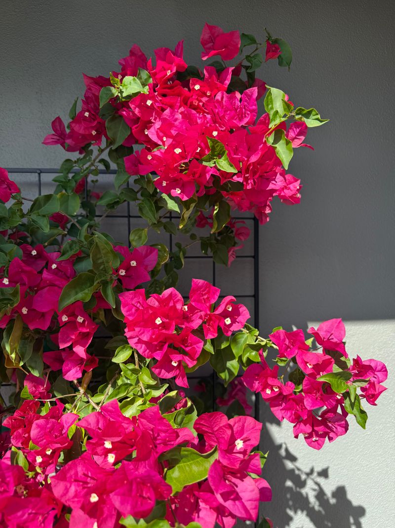 How To Bring Bougainvillea Back Into Bloom