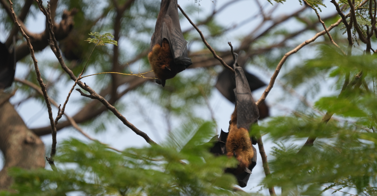 bats