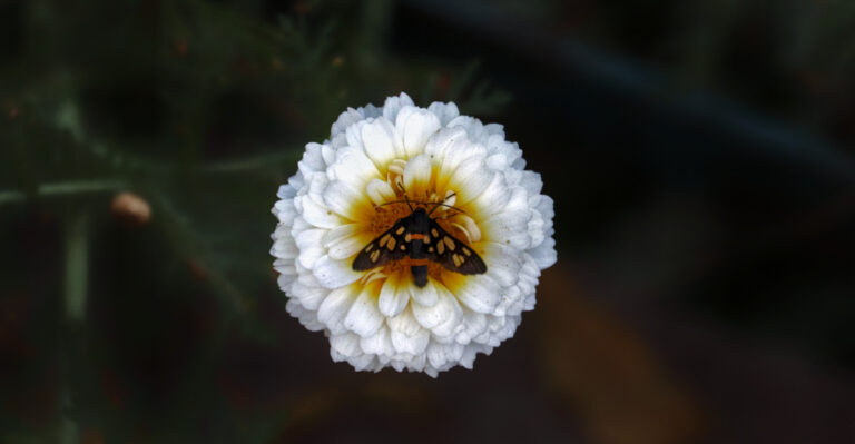 How To Build A Small Oregon Moon Garden For Night Pollinators