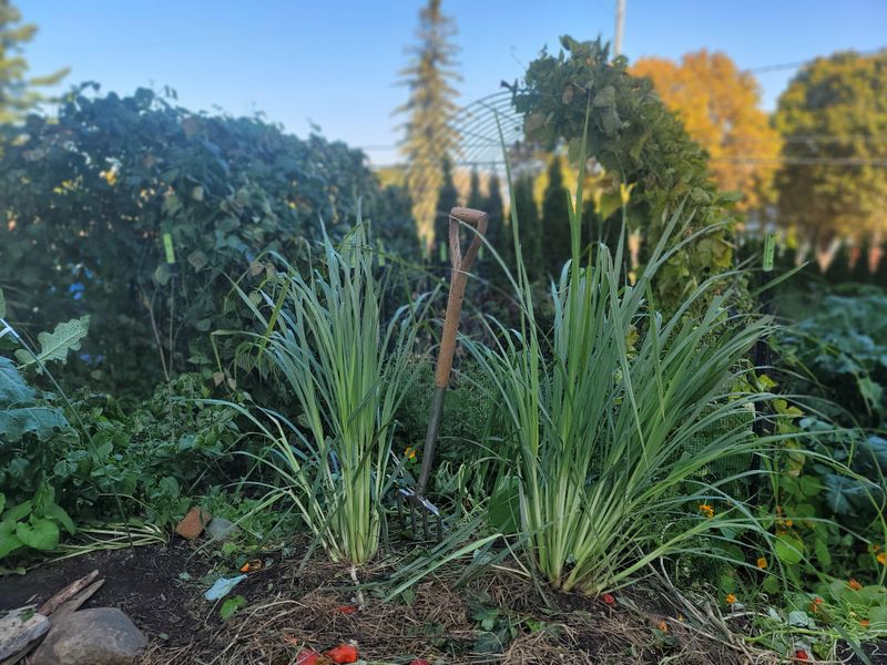 How To Build Your Lemongrass Border
