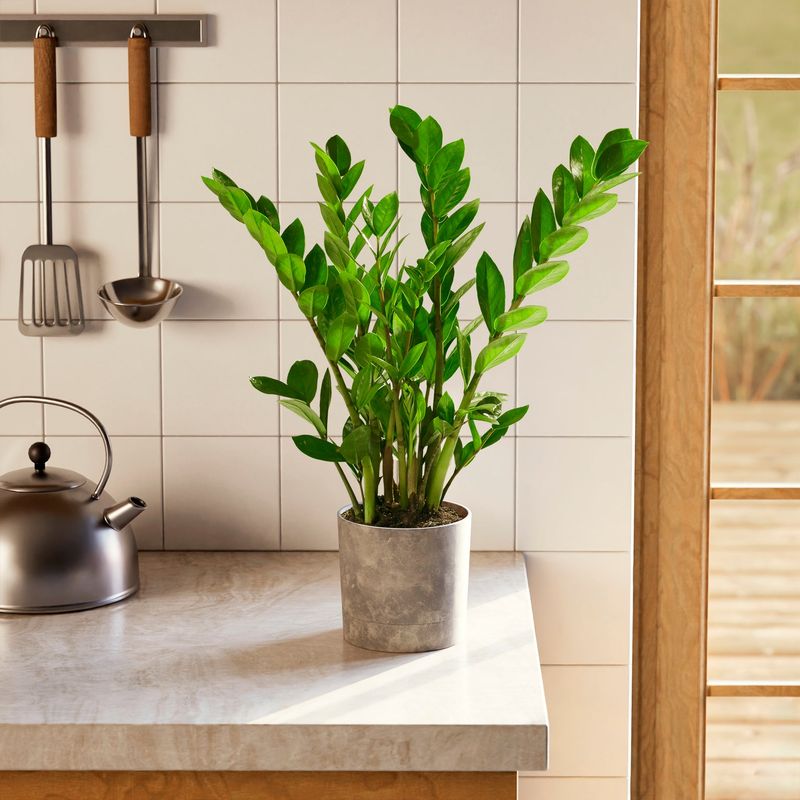 How To Care For A ZZ Plant In Pennsylvania's Indoor Climate