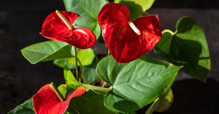red anthurium