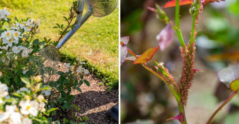 How To Care For Roses In May In Georgia