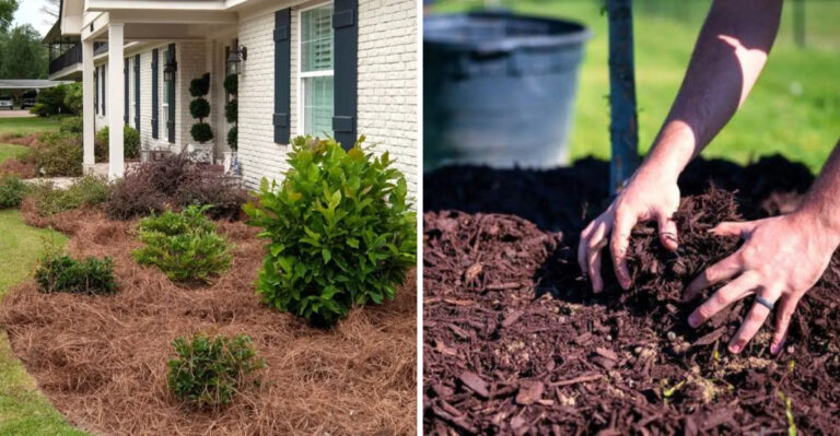 How To Choose Between Pine Straw And Mulch For A Healthier North Carolina Garden