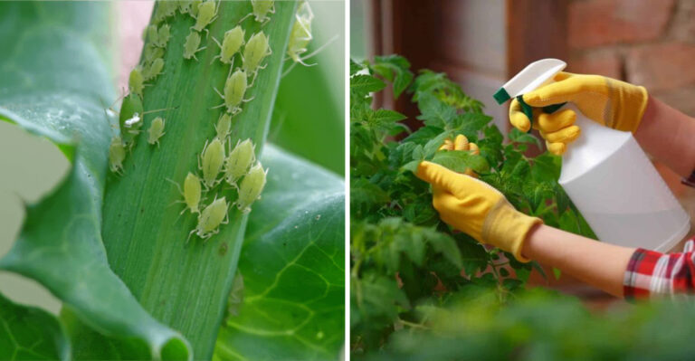 How To Control Aphids In Georgia Gardens Without Harsh Chemicals