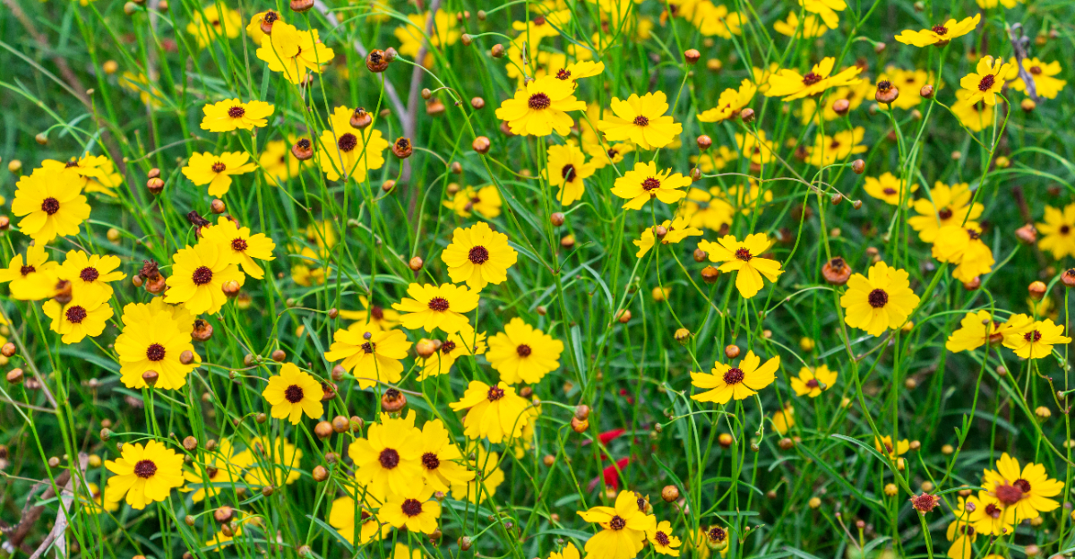 coreopsis meadow