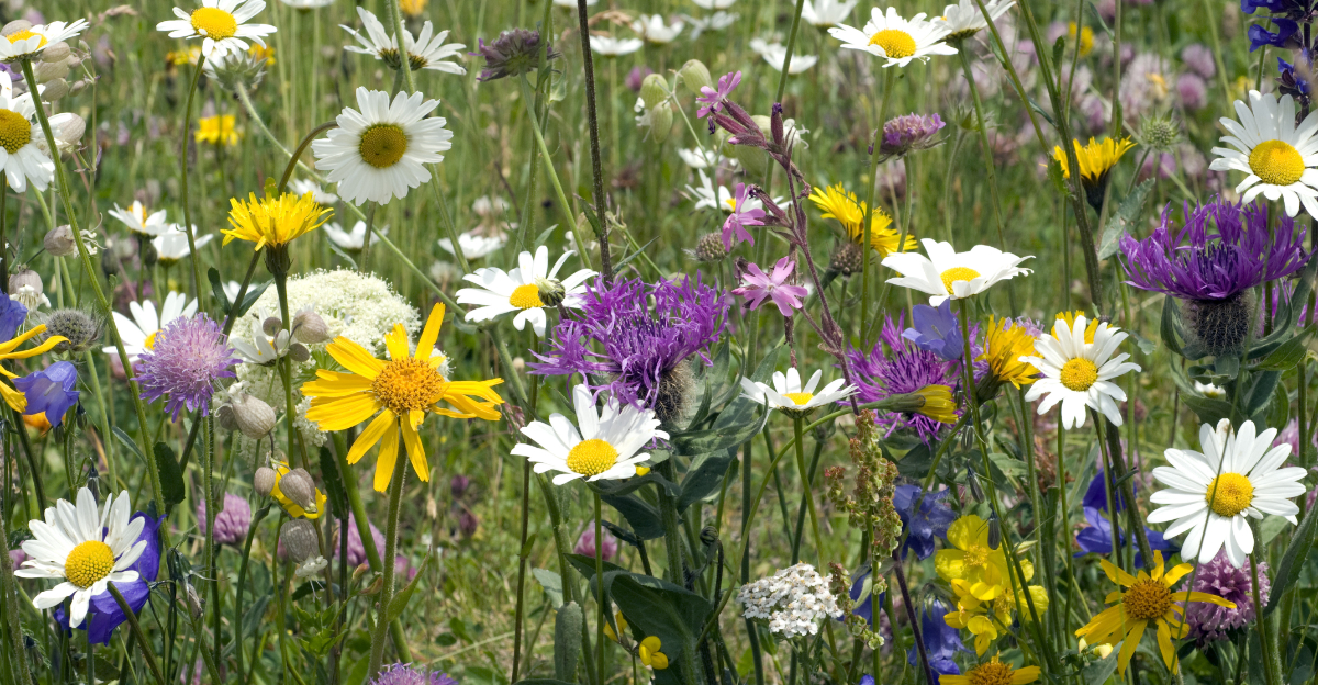 wildflowers (featured image)