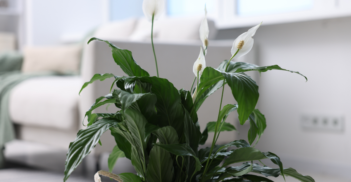 peace lily indoors
