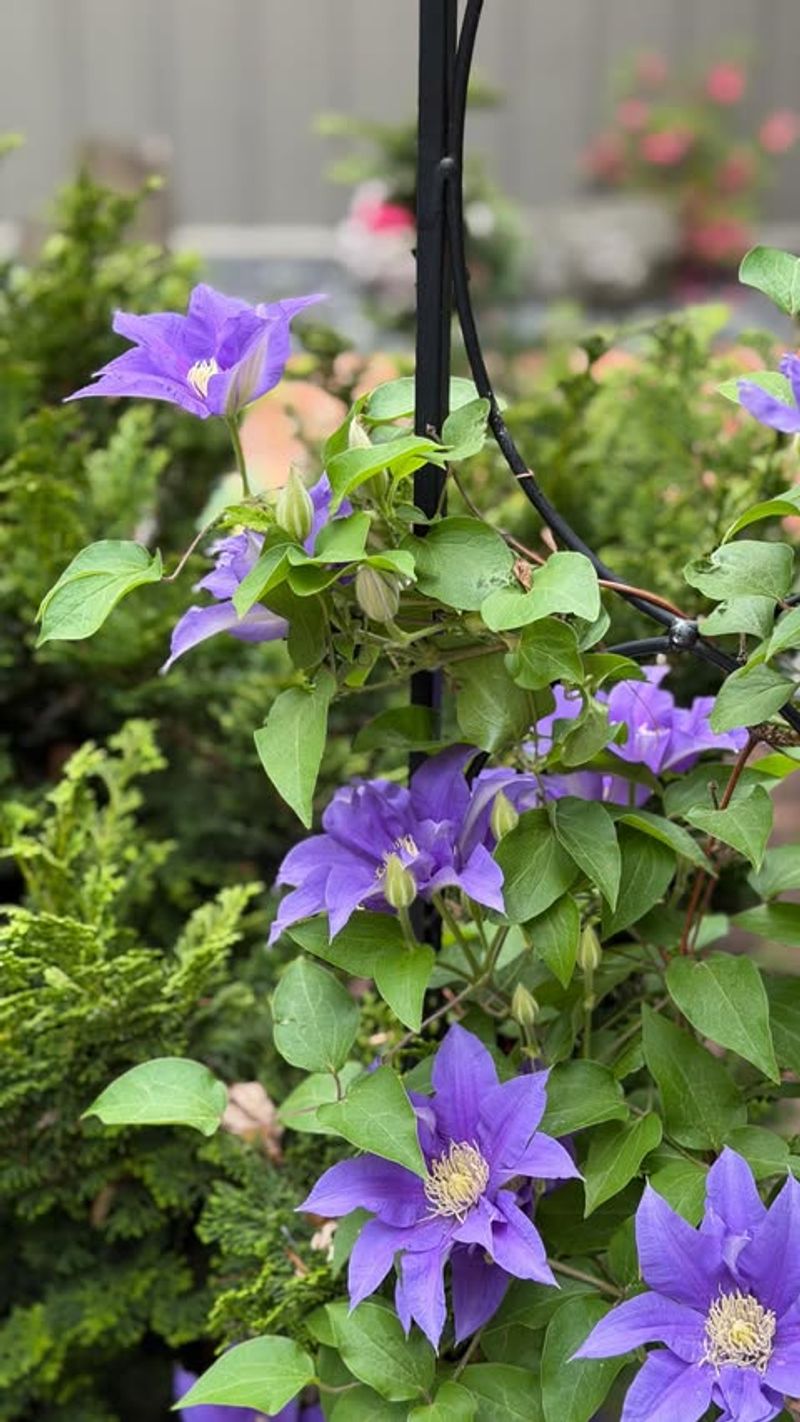 How To Fertilize Clematis Without Damaging The Plant
