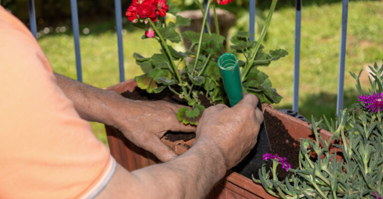 fertilize geranium