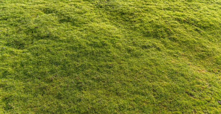 How To Fix Virginia Lawn By Hand (From Diagnosis To Recovery)