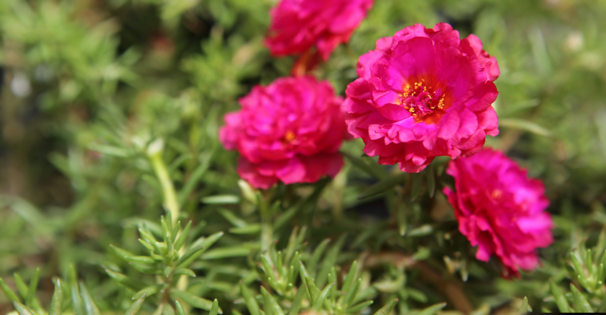 Portulaca (featured image)