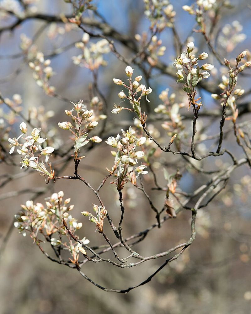 How To Get The Most From Your Serviceberry