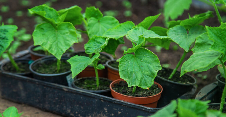 How To Get Your Kentucky Cucumber Garden Off To A Good Start